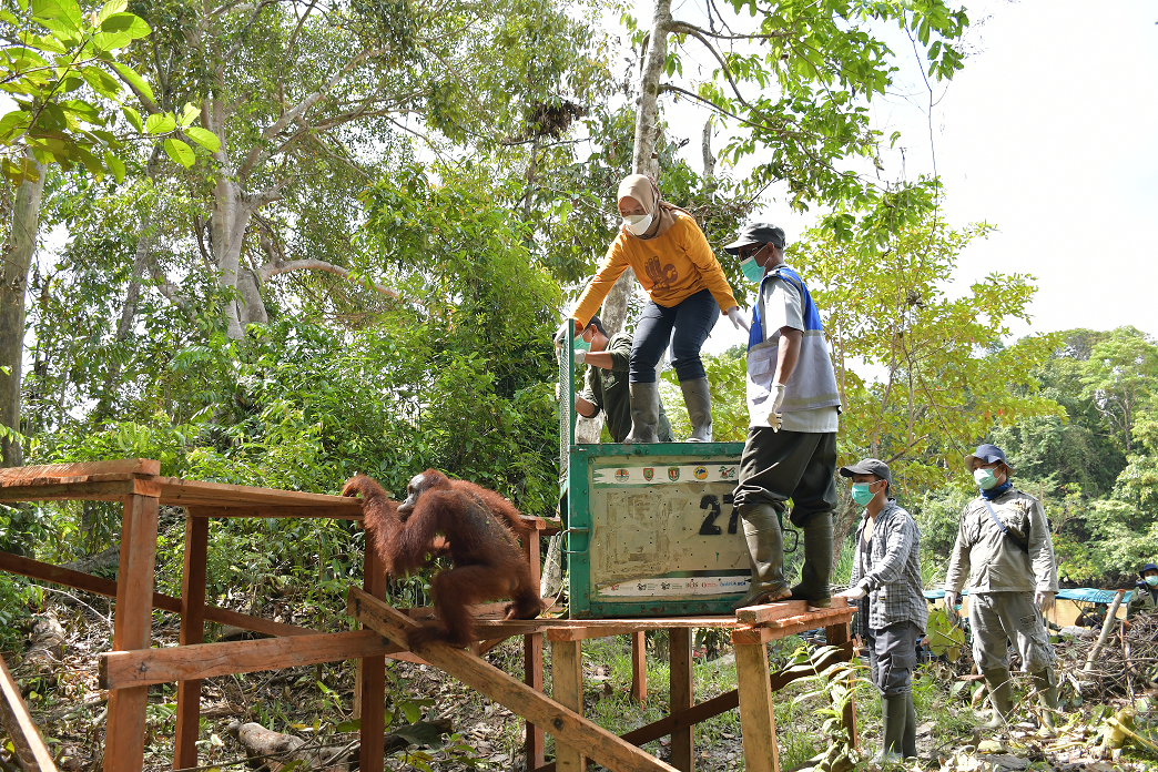Dukung Perlindungan Orang Utan, FORTASBI Lepas 3 Individu Orang Utan di Pulau Salat
