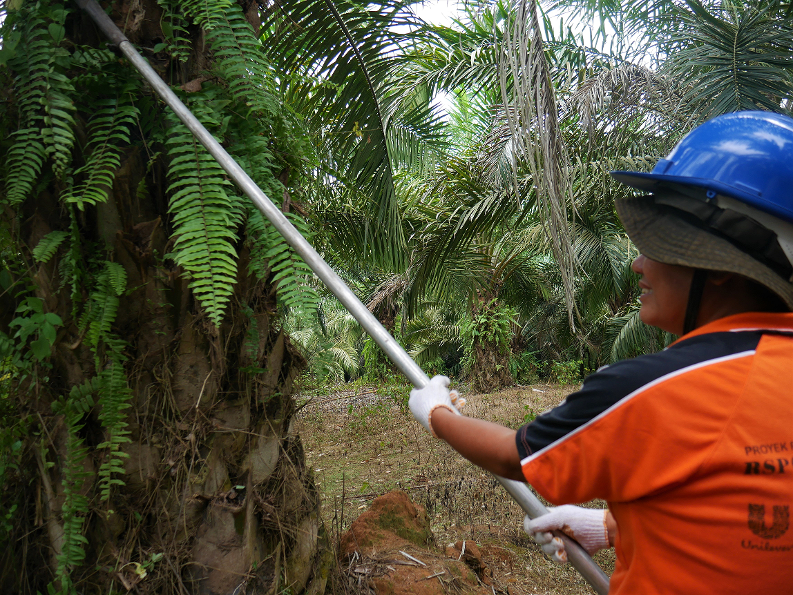 EUDR Jadi Ancaman? Ini Kata Petani Sawit Swadaya