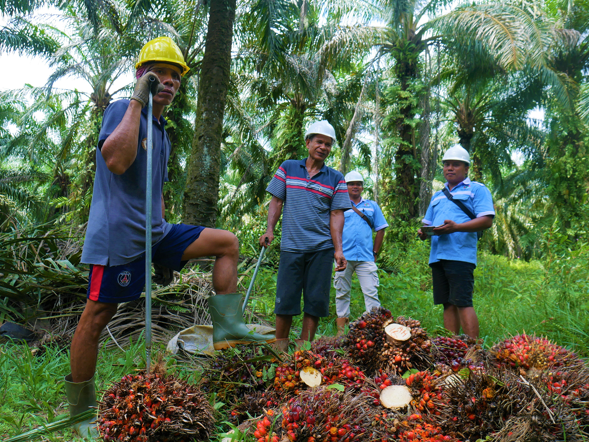 EUDR: Untuk Keselamatan Hutan atau Hanya Membersihkan Produk?