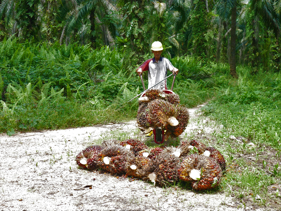 Opini: Hari Sawit Nasional, Bangun Kelapa Sawit yang Berkelanjutan dan Berkerakyatan