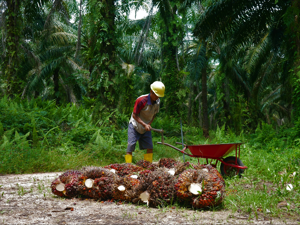Opini: Mengoptimalkan Kebijakan Fasilitasi Pembangunan Kebun Masyarakat