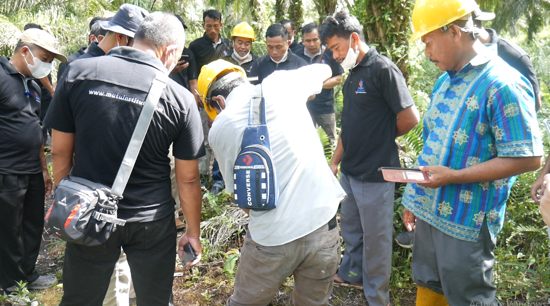 Inovasi Pengelolaan Kelapa Sawit di Lahan Gambut