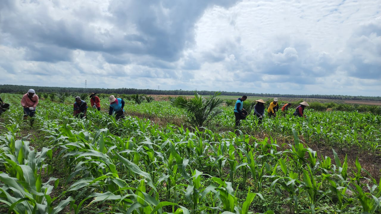 Inovasi Tumpang Sari KUD Tani Subur, dari Peremajaan menuju Ketahanan Pangan