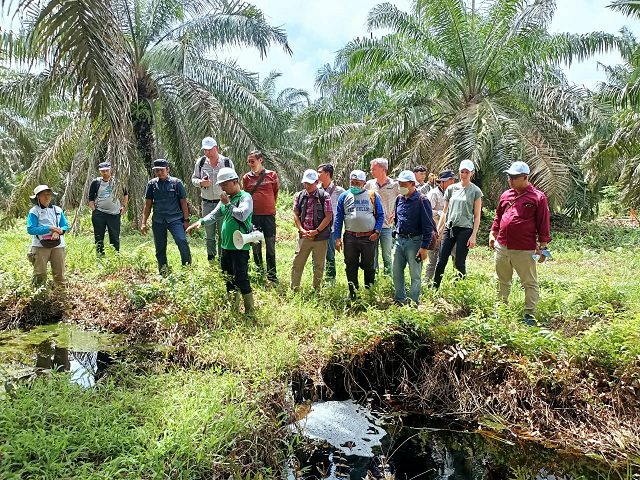 Keren! Tamu Belanda ke Koperasi Beringin Jaya, Lihat Pengelolaan Sawit di Lahan Gambut