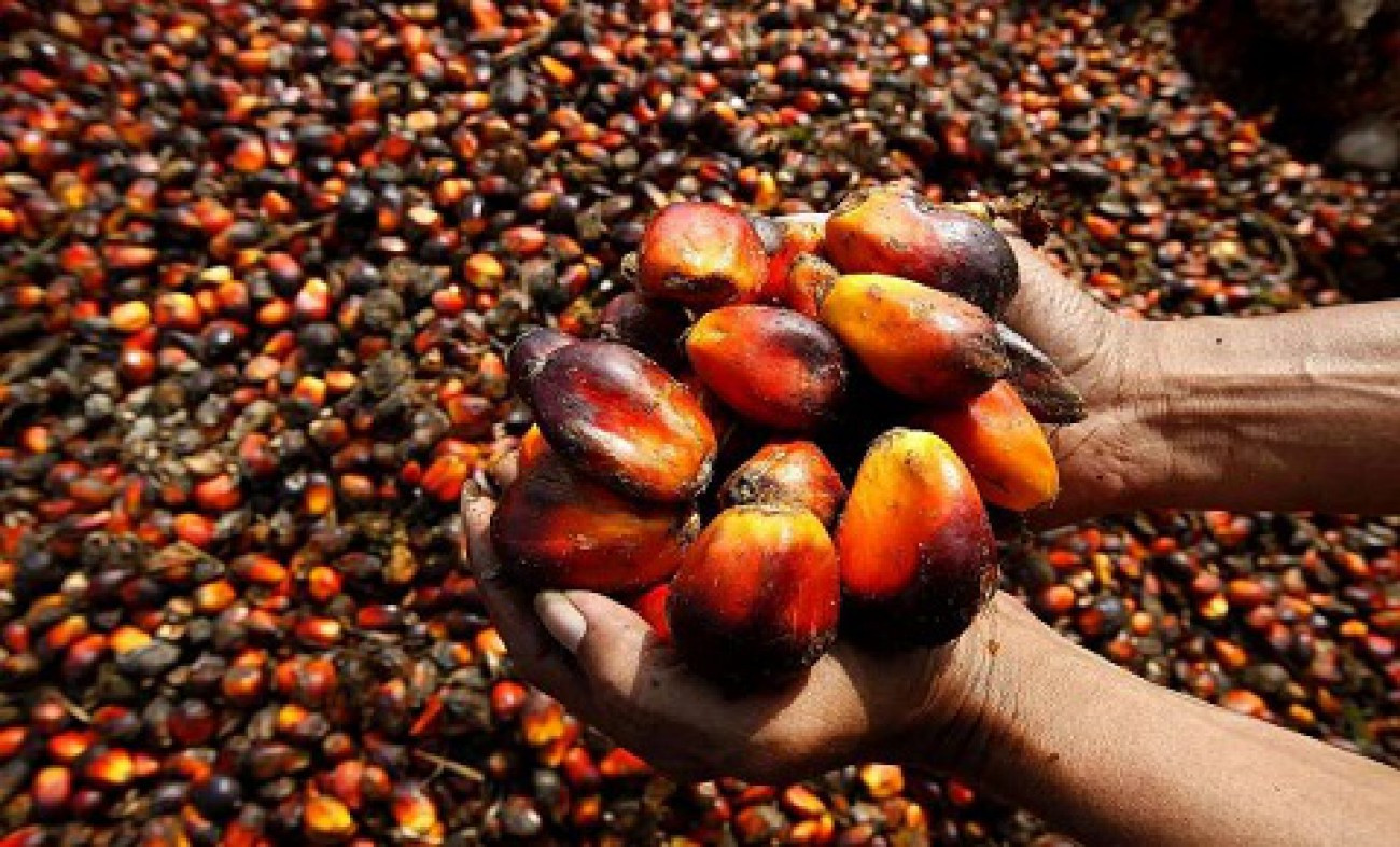 Belajar EUDR ke Malaysia, Ini Wishlist Petani Swadaya